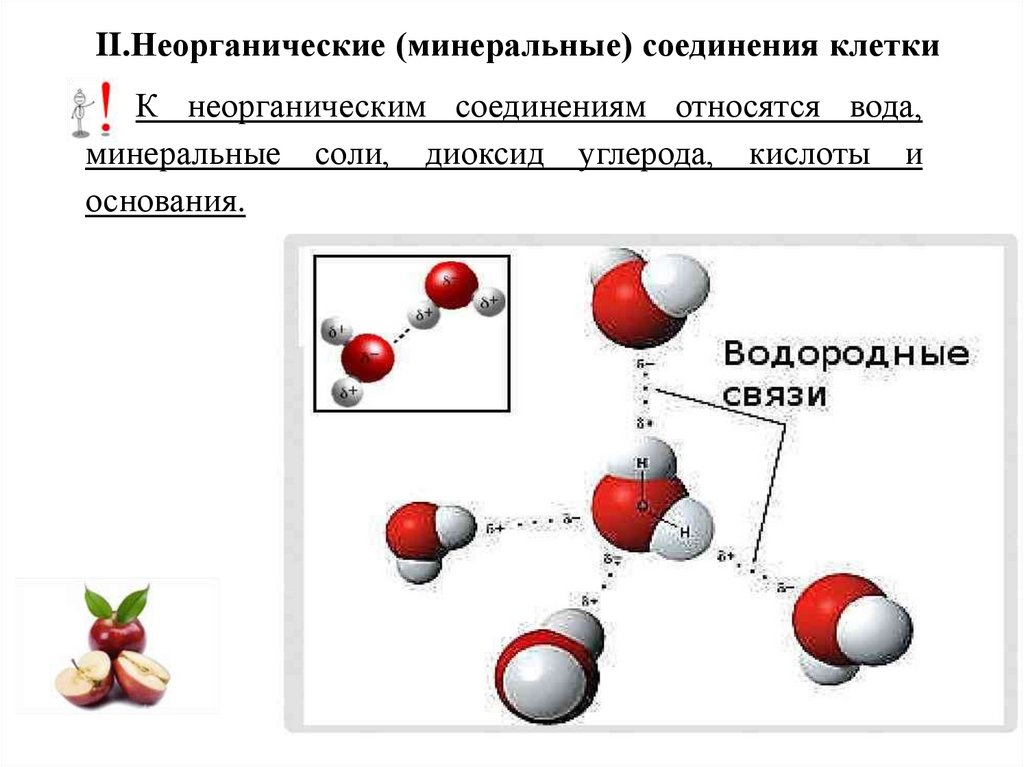 II.Неорганические (минеральные) соединения клетки