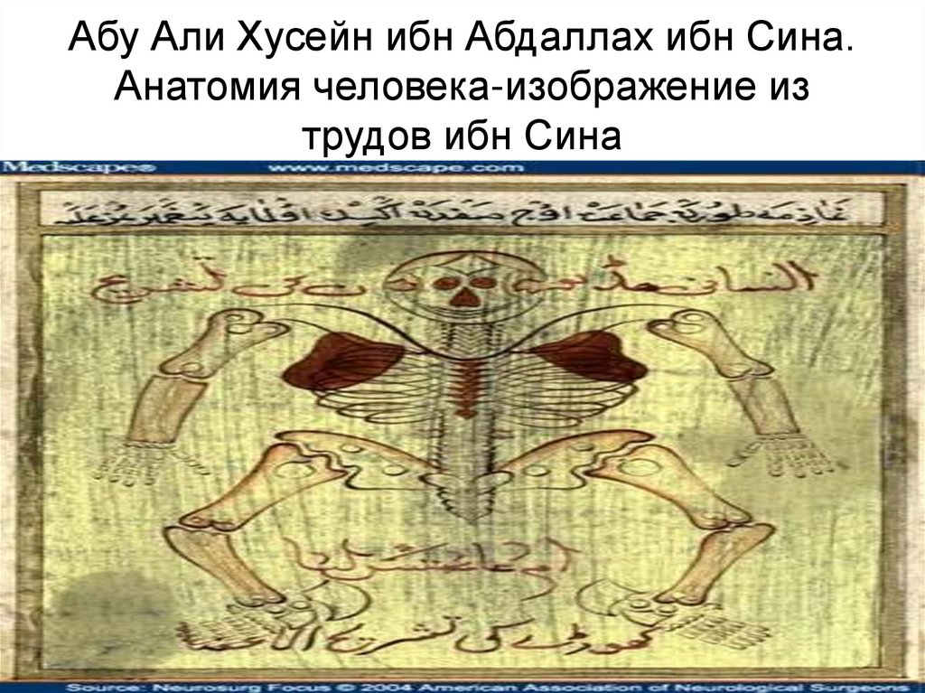 Абу Али Хусейн ибн Абдаллах ибн Сина. Анатомия человека-изображение из трудов ибн Сина