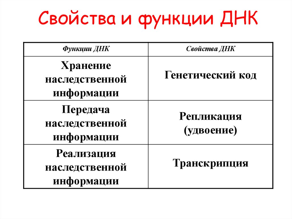 Свойства и функции ДНК