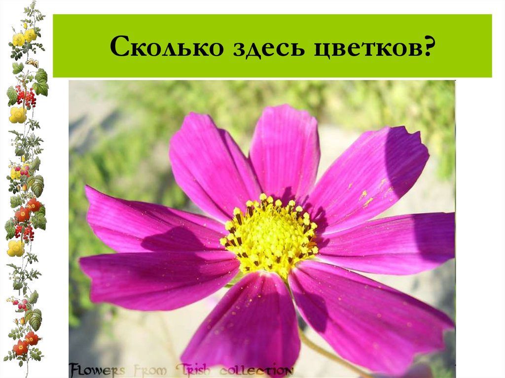 Сколько здесь цветков?