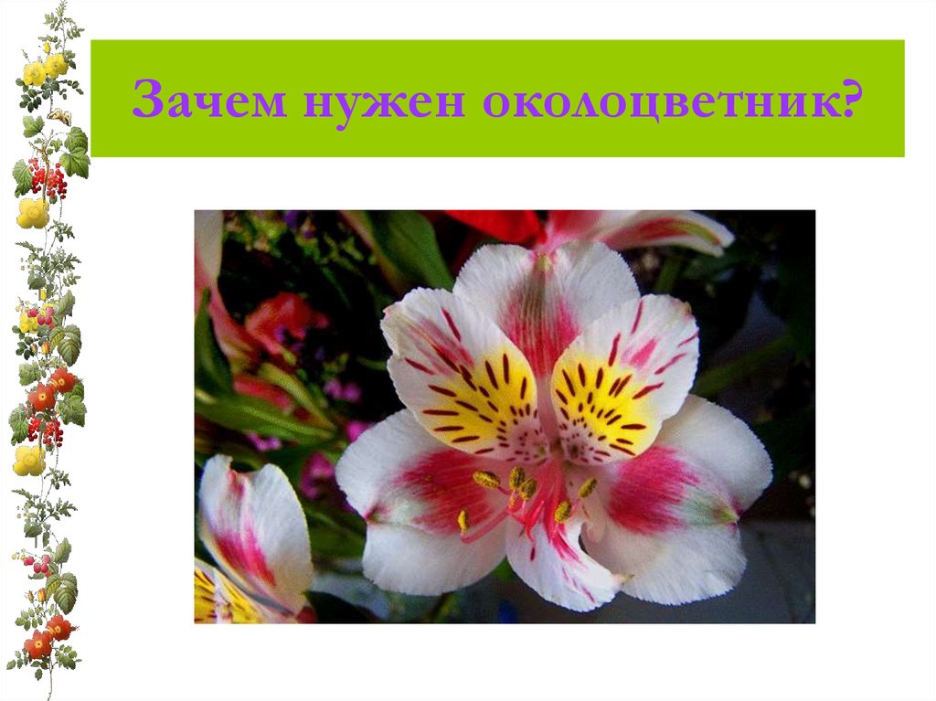 Зачем нужен околоцветник?