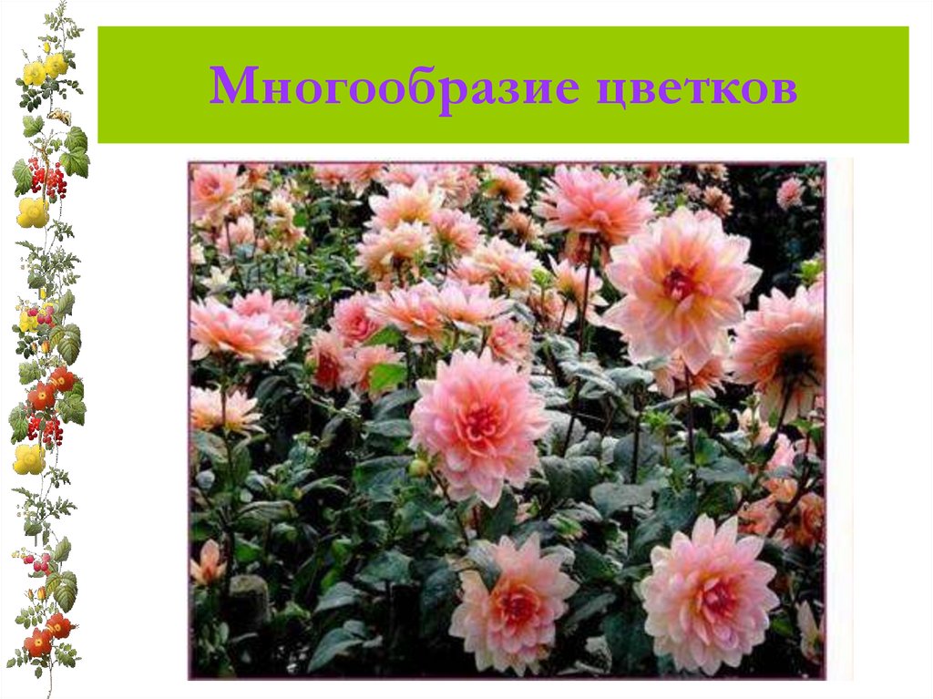 Многообразие цветков
