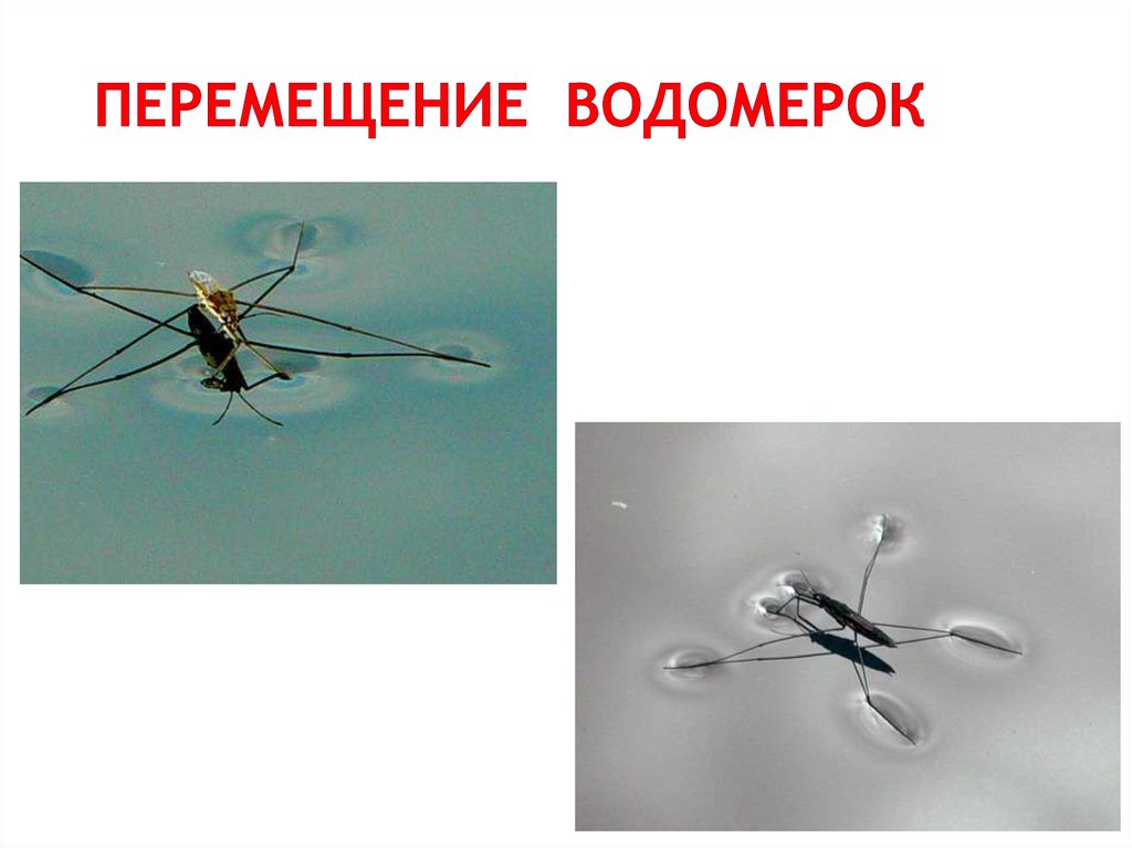 Перемещение водомерок