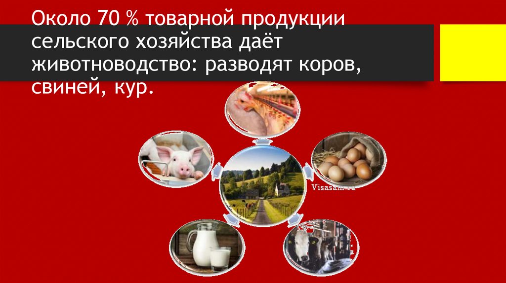 Около 70 % товарной продукции сельского хозяйства даёт животноводство: разводят коров, свиней, кур.