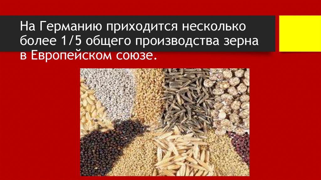 На Германию приходится несколько более 1/5 общего производства зерна в Европейском союзе.