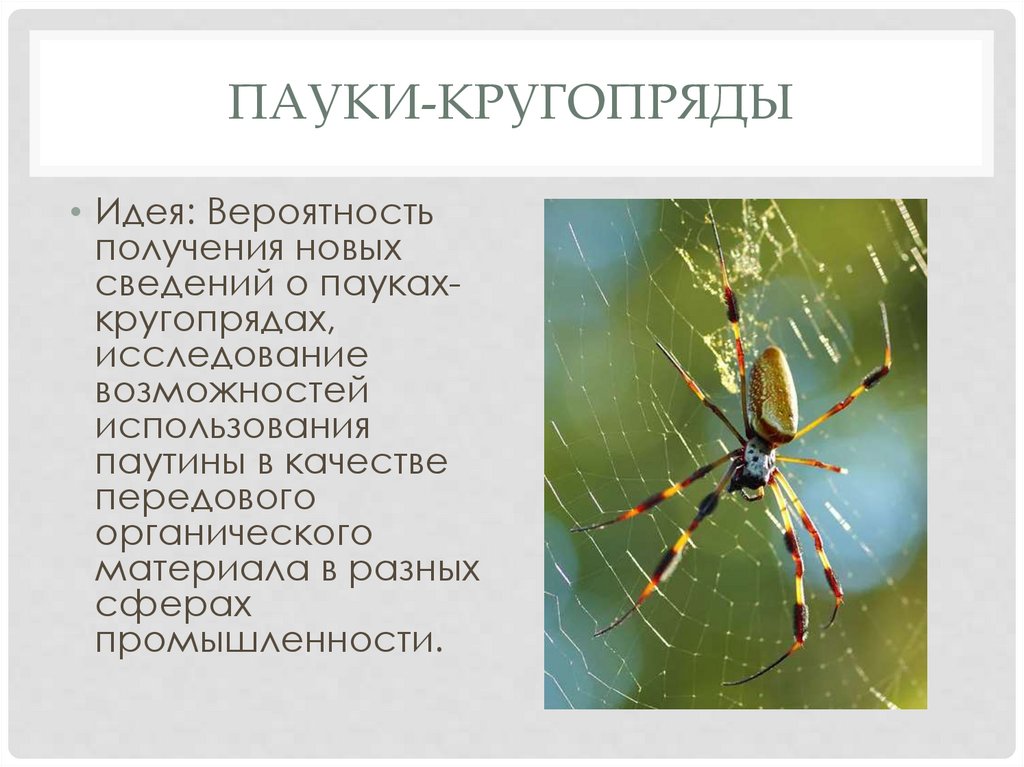 Пауки-кругопряды