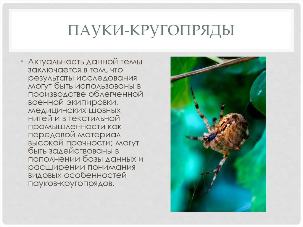 Пауки-кругопряды