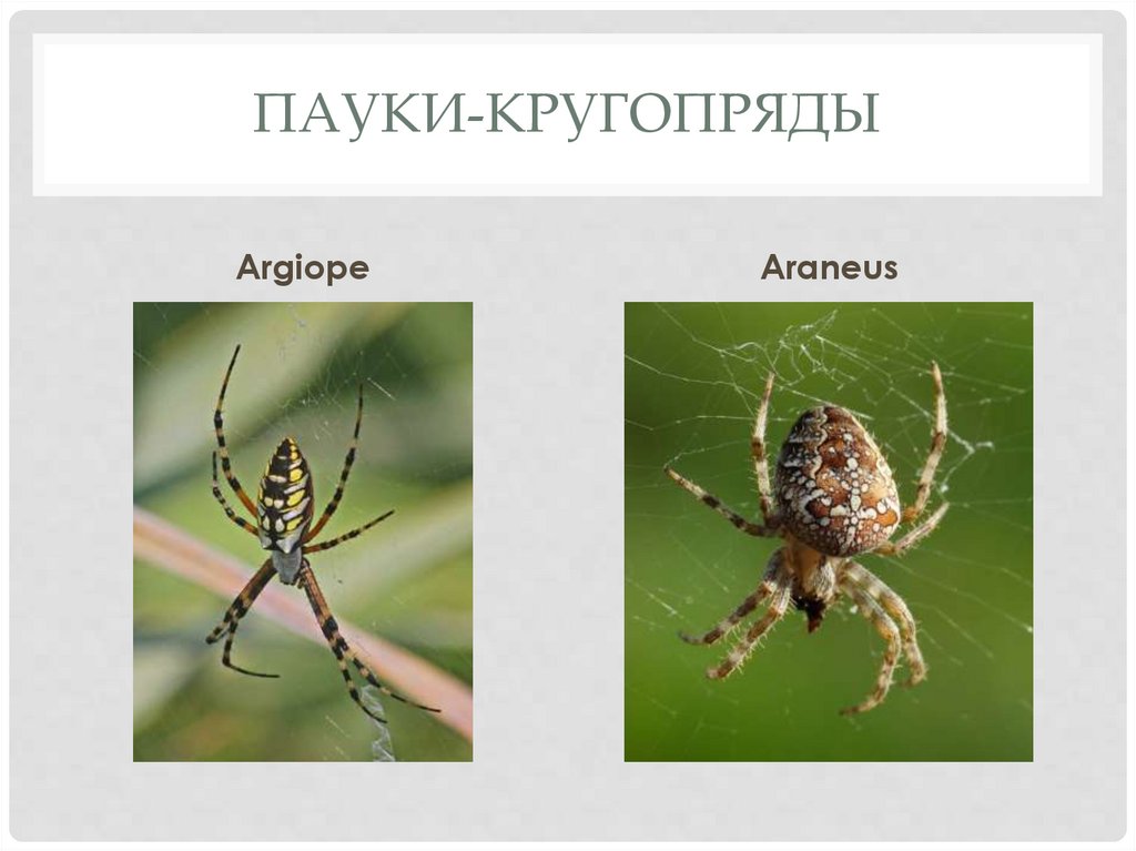 Пауки-кругопряды