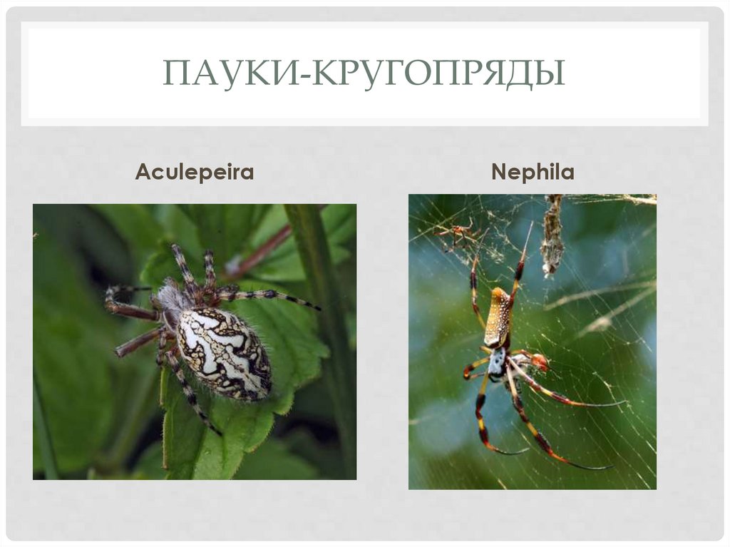 Пауки-кругопряды