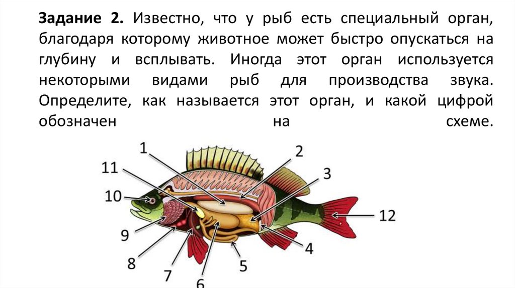 Задание 2. Известно, что у рыб есть специальный орган, благодаря которому животное может быстро опускаться на глубину и