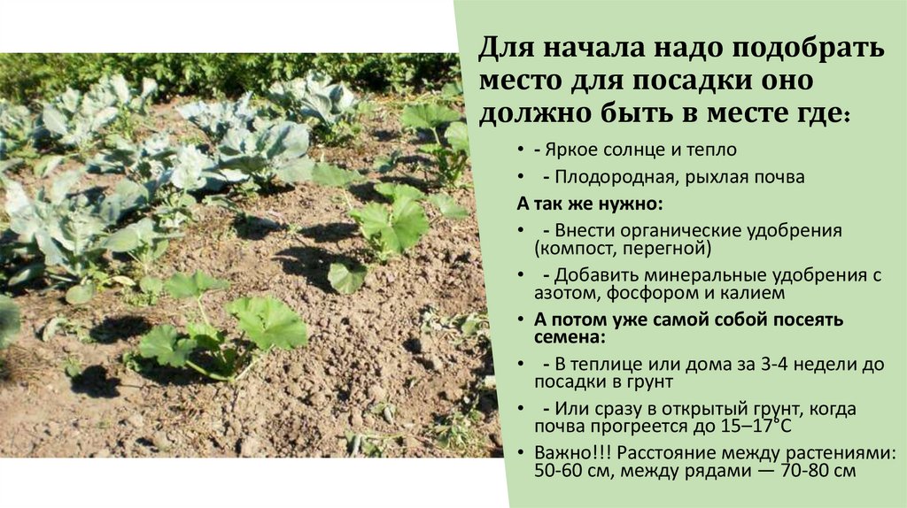 Для начала надо подобрать место для посадки оно должно быть в месте где: