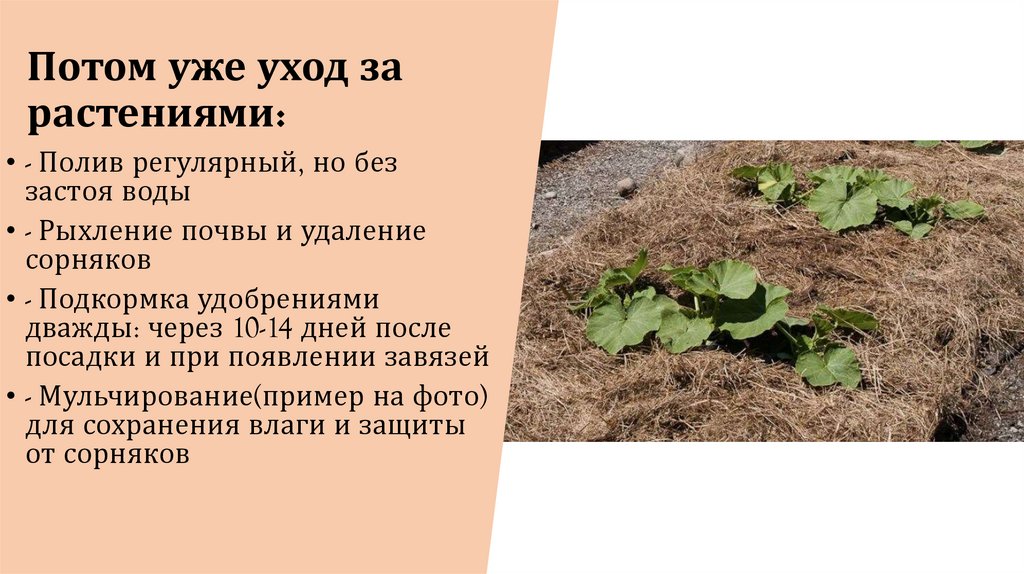 Потом уже уход за растениями: