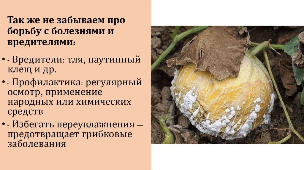 Так же не забываем про борьбу с болезнями и вредителями: