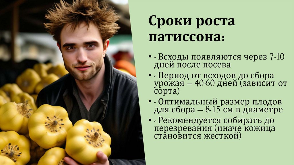 Сроки роста патиссона: