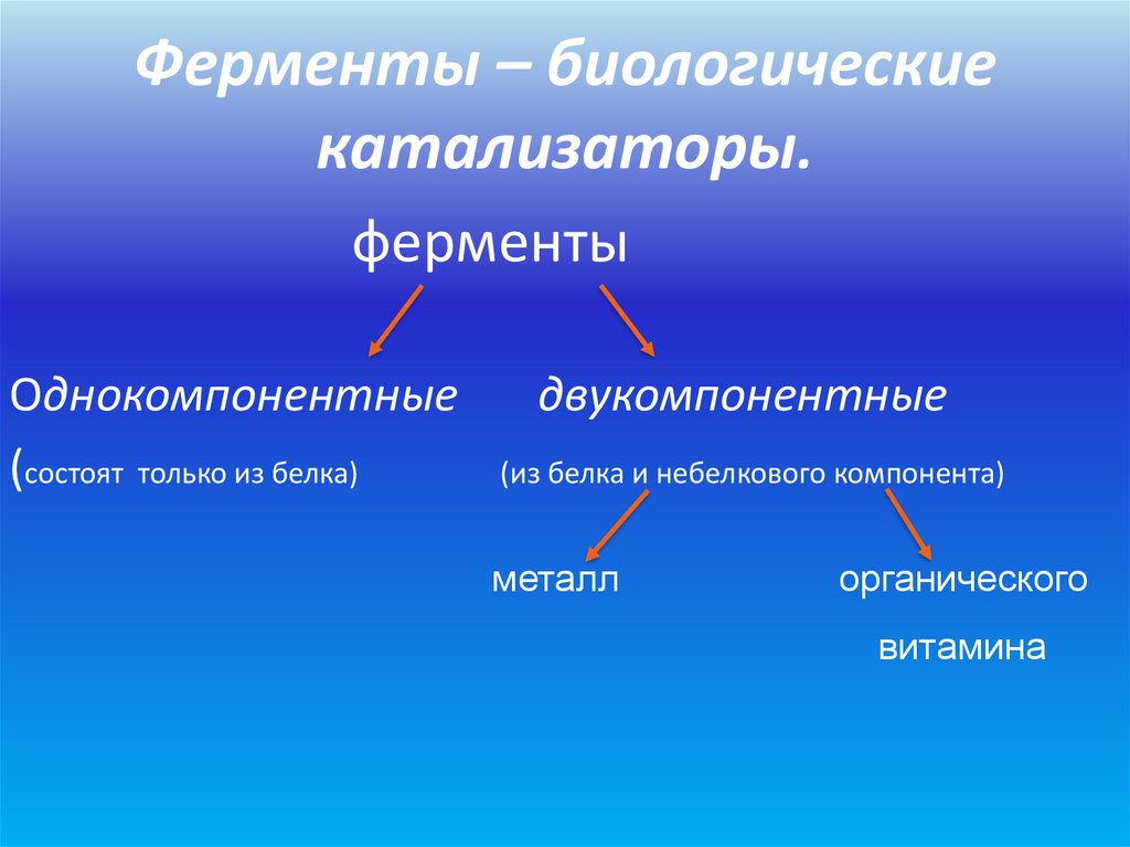 Ферменты – биологические катализаторы.