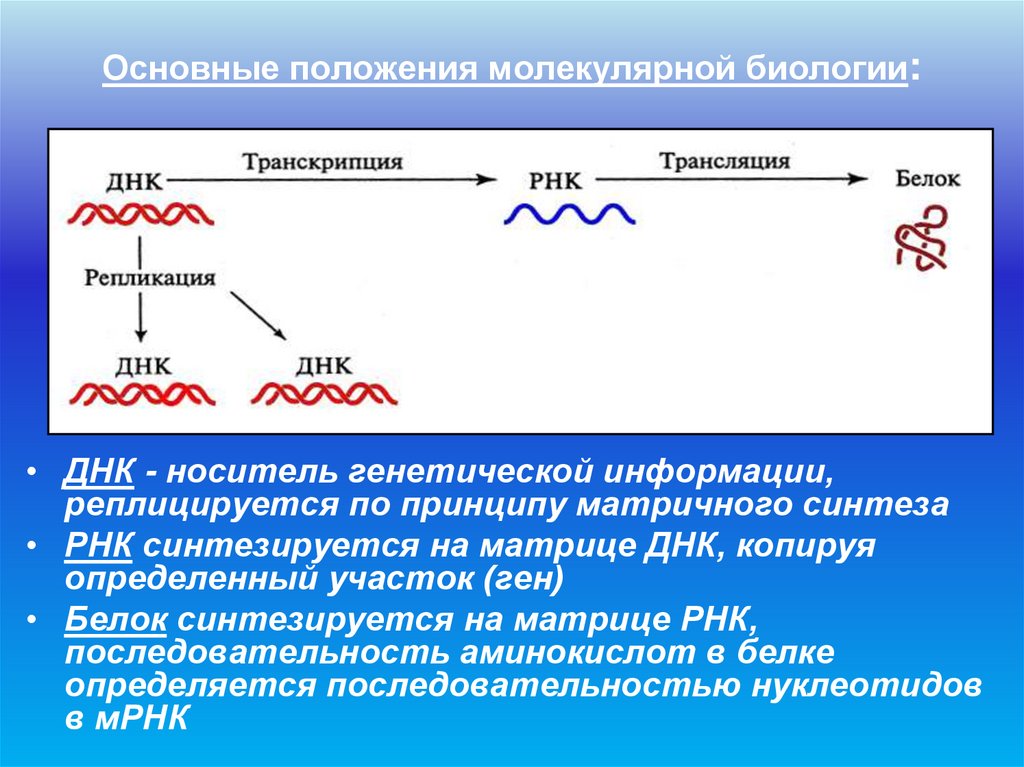 Основные положения молекулярной биологии: