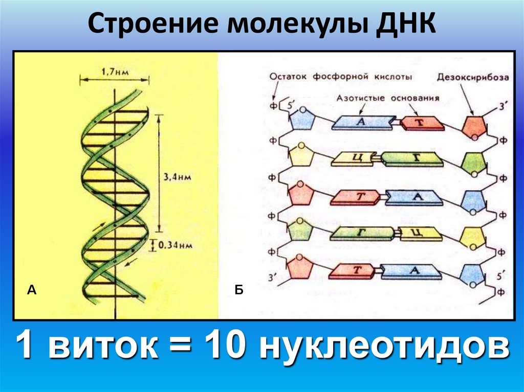 Строение молекулы ДНК