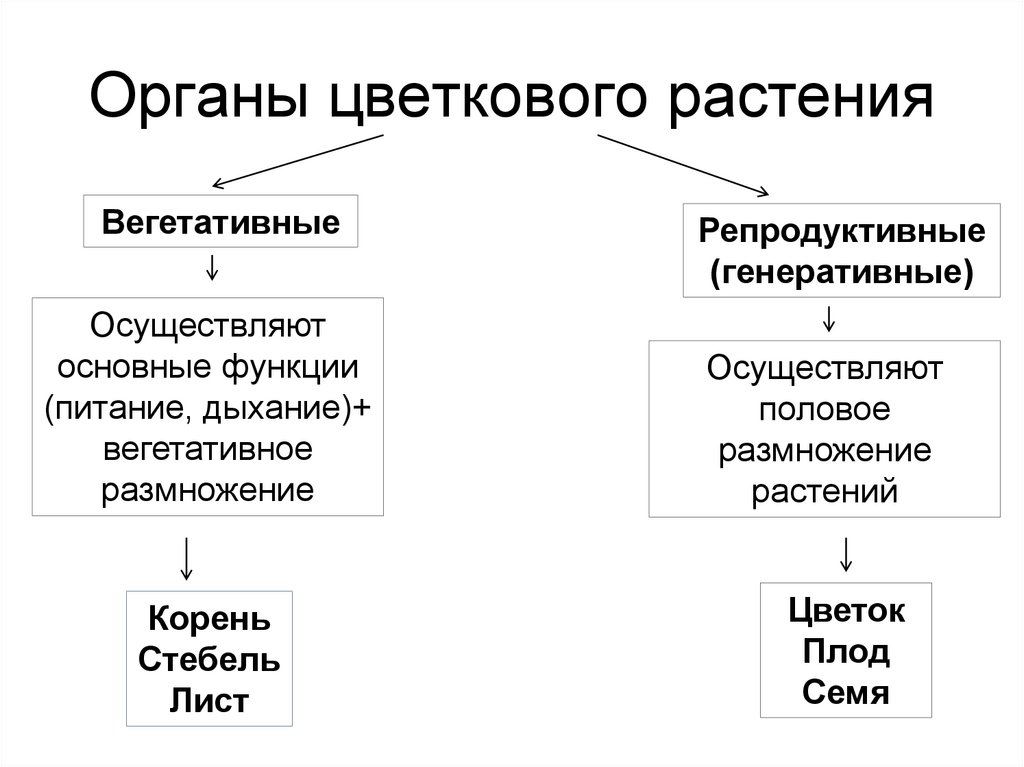 Органы цветкового растения