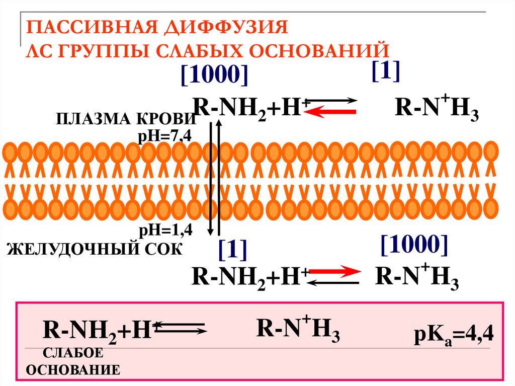 ПАССИВНАЯ ДИФФУЗИЯ ЛС ГРУППЫ СЛАБЫХ ОСНОВАНИЙ