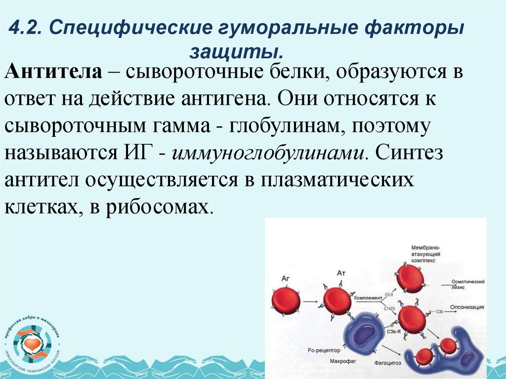 4.2. Специфические гуморальные факторы защиты.
