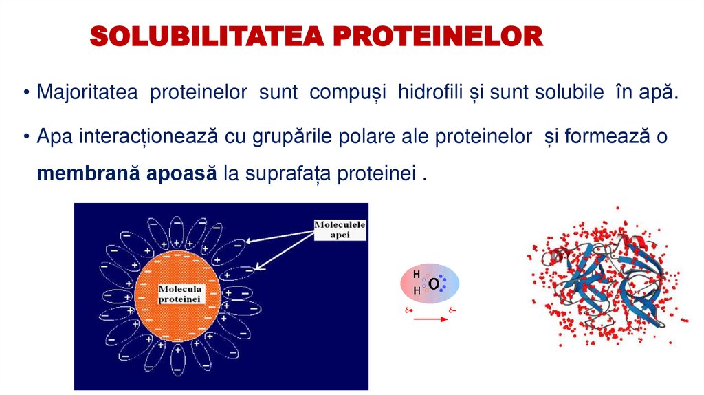 SOLUBILITATEA PROTEINELOR