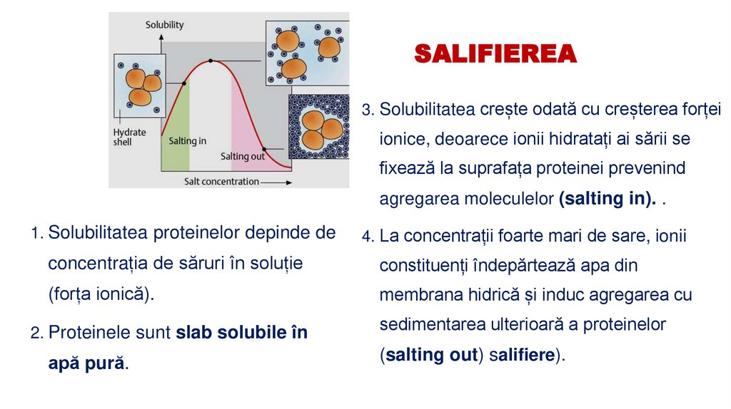 SALIFIEREA