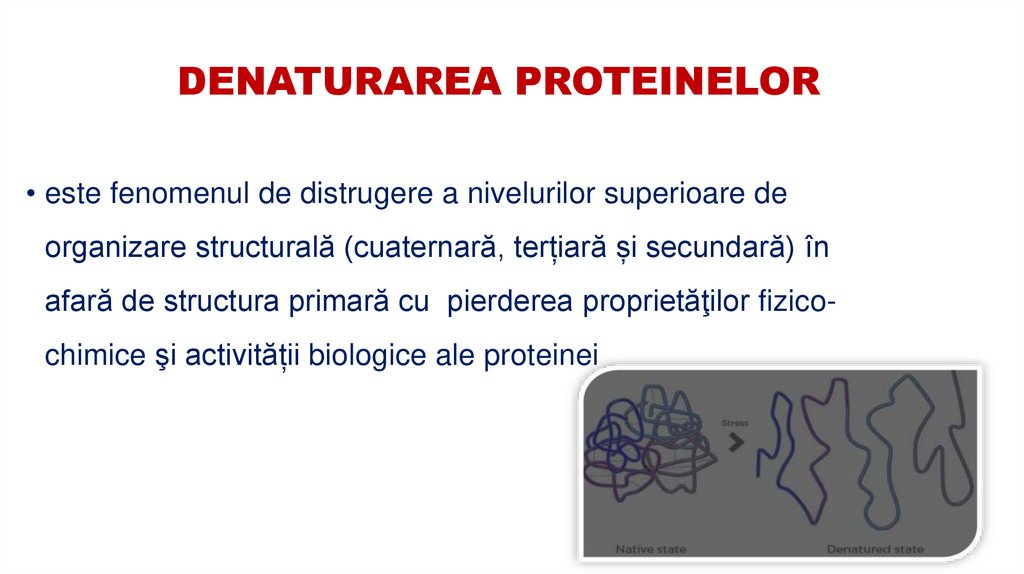 DENATURAREA PROTEINELOR