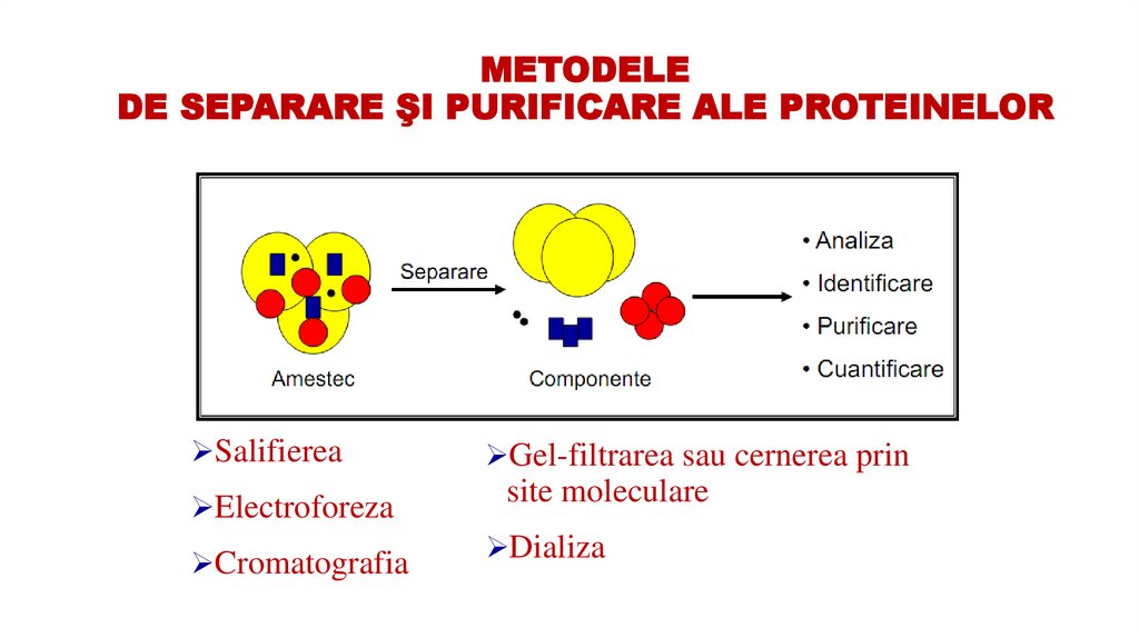 METODELE DE SEPARARE ŞI PURIFICARE ALE PROTEINELOR