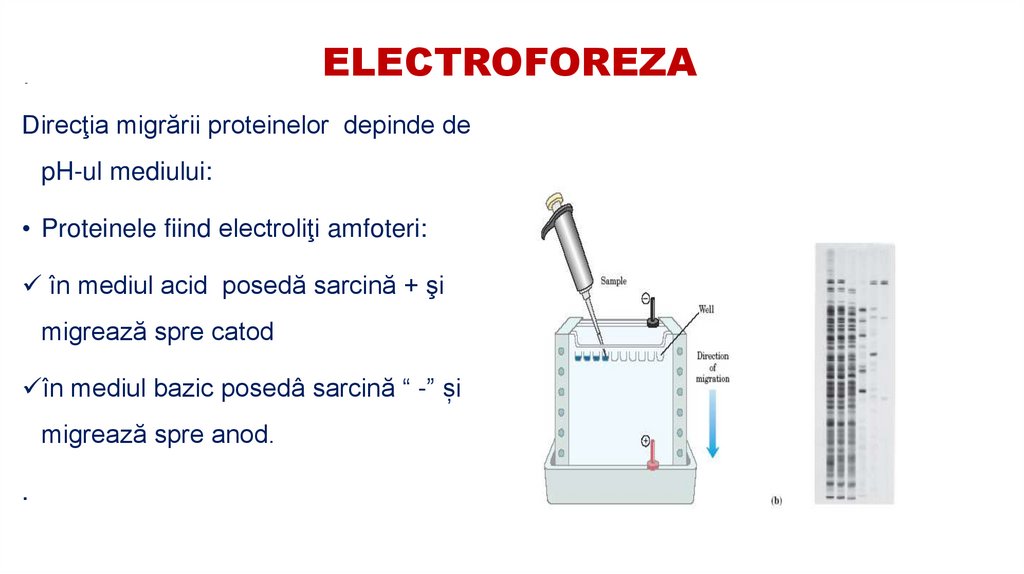 ELECTROFOREZA