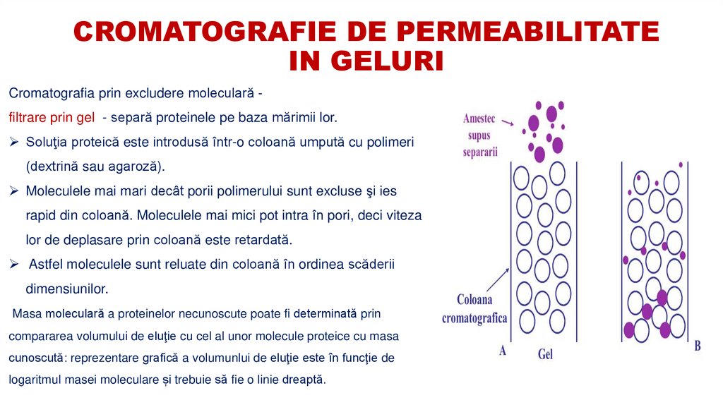 CROMATOGRAFIE DE PERMEABILITATE IN GELURI