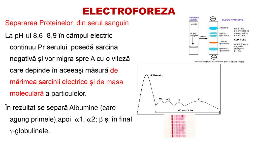 ELECTROFOREZA