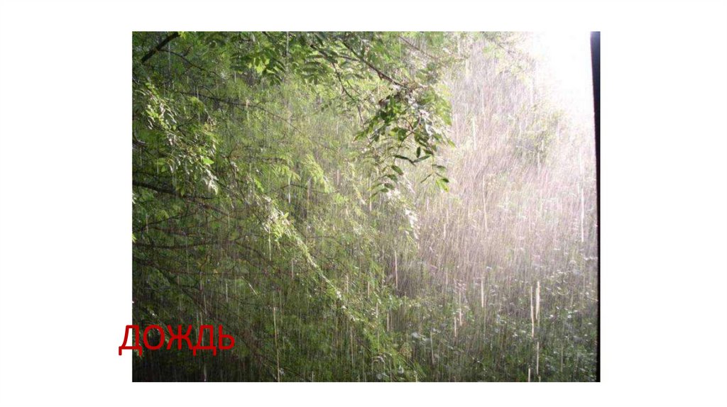 ДОЖДЬ