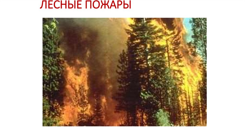 ЛЕСНЫЕ ПОЖАРЫ