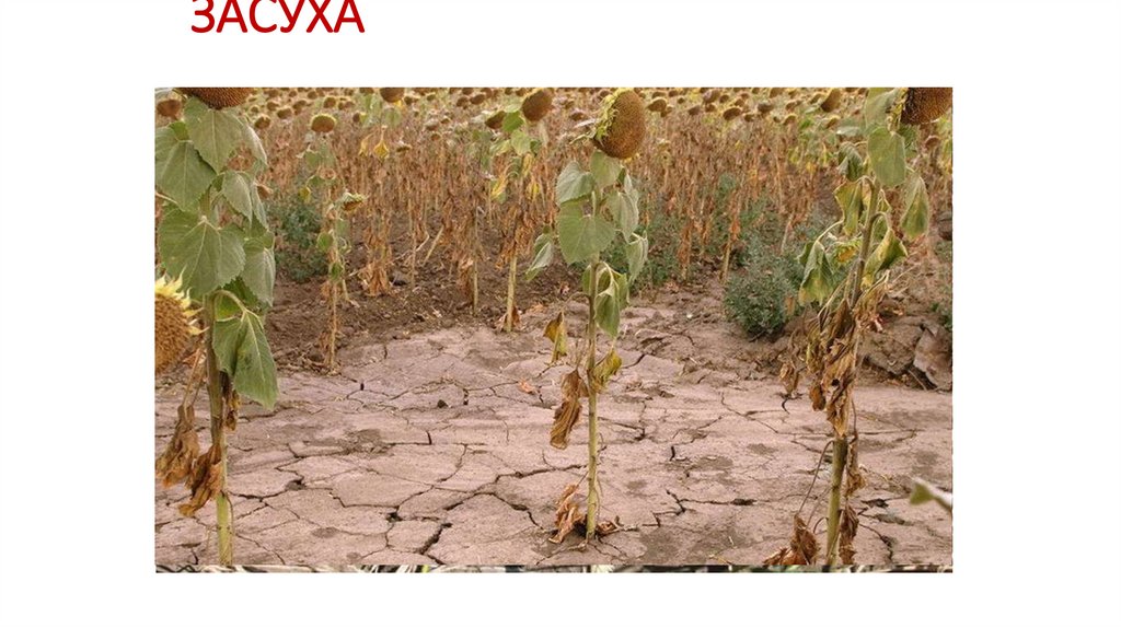 ЗАСУХА