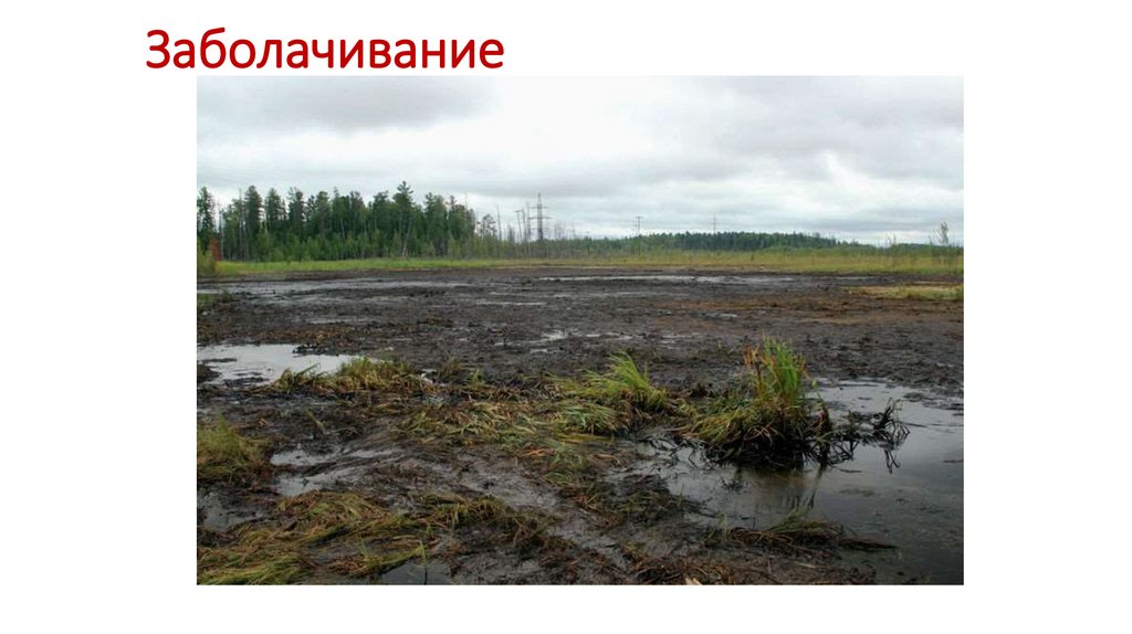 Заболачивание
