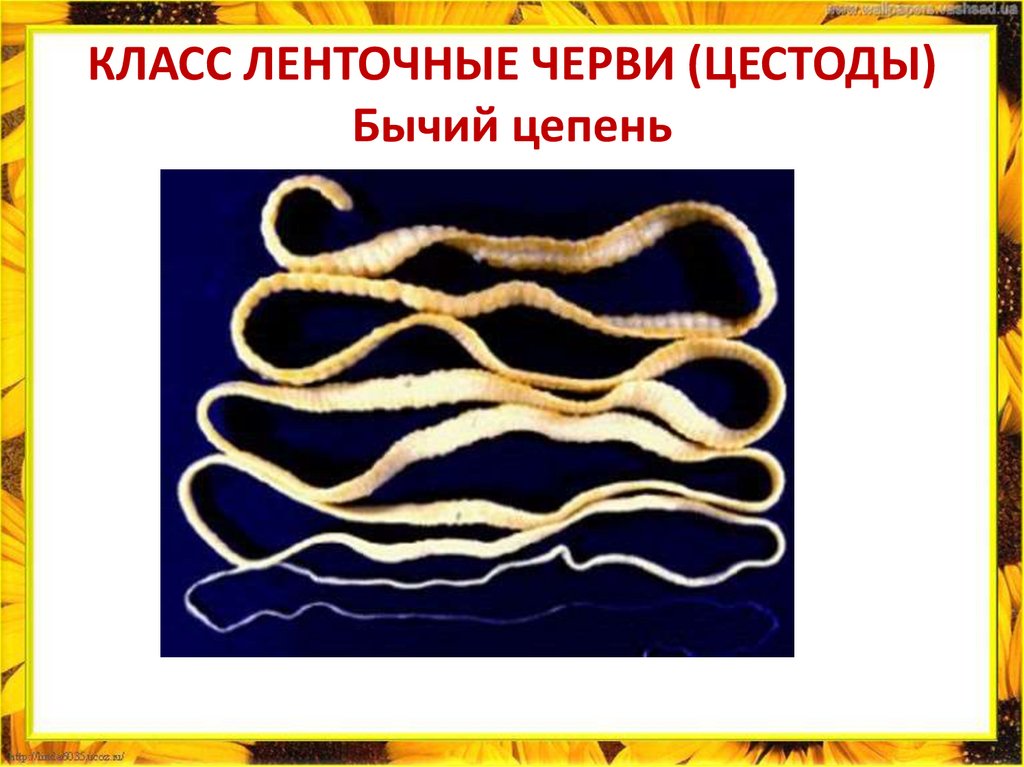 КЛАСС ЛЕНТОЧНЫЕ ЧЕРВИ (ЦЕСТОДЫ) Бычий цепень