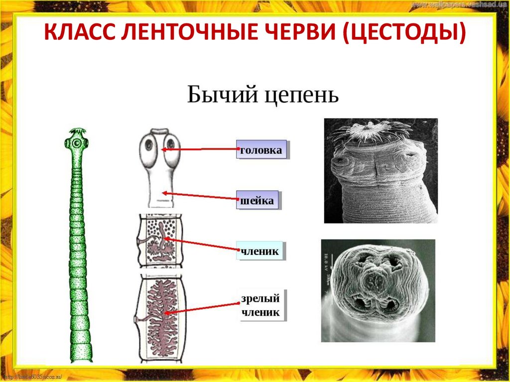 КЛАСС ЛЕНТОЧНЫЕ ЧЕРВИ (ЦЕСТОДЫ)