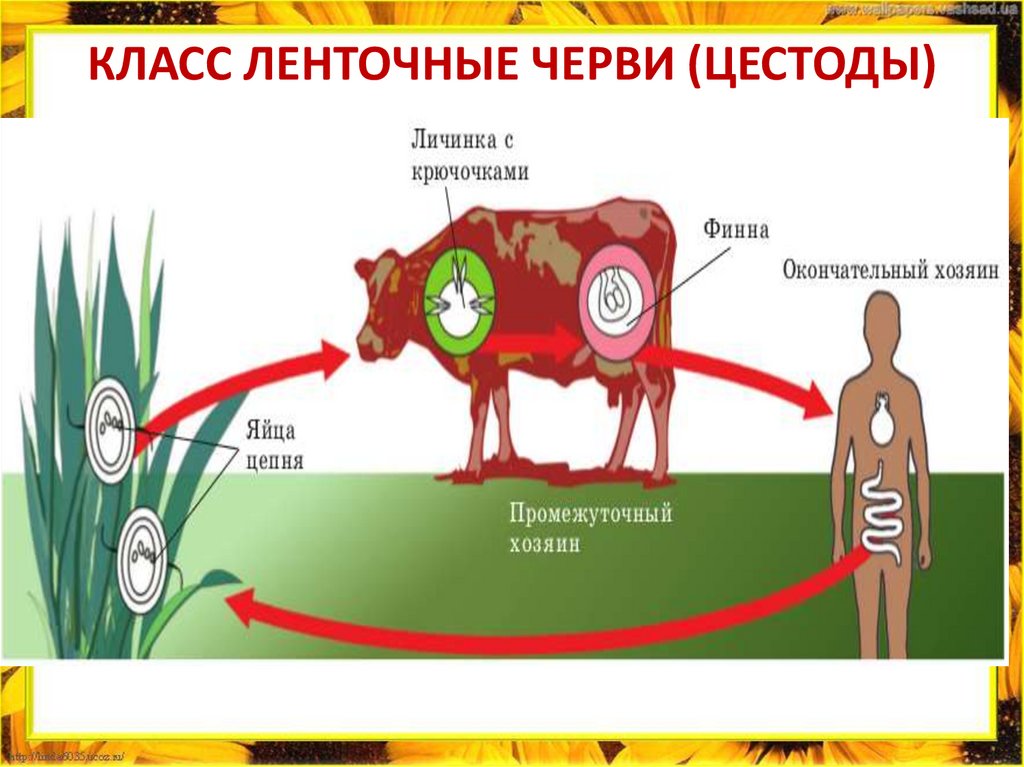 КЛАСС ЛЕНТОЧНЫЕ ЧЕРВИ (ЦЕСТОДЫ)