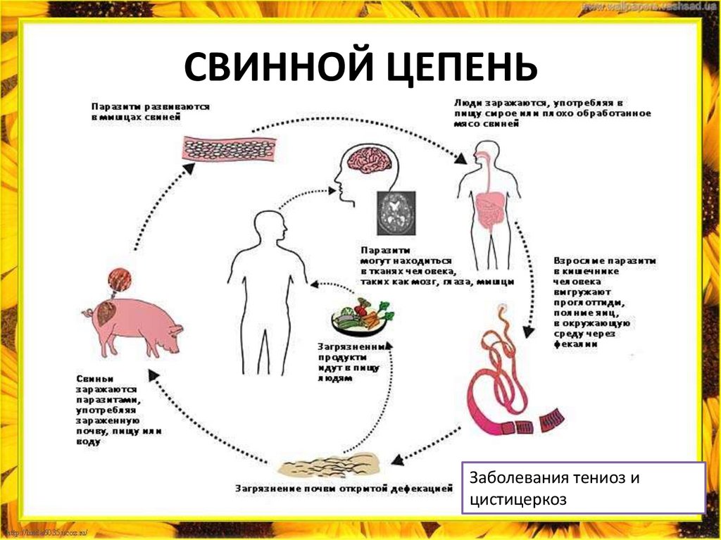 СВИННОЙ ЦЕПЕНЬ