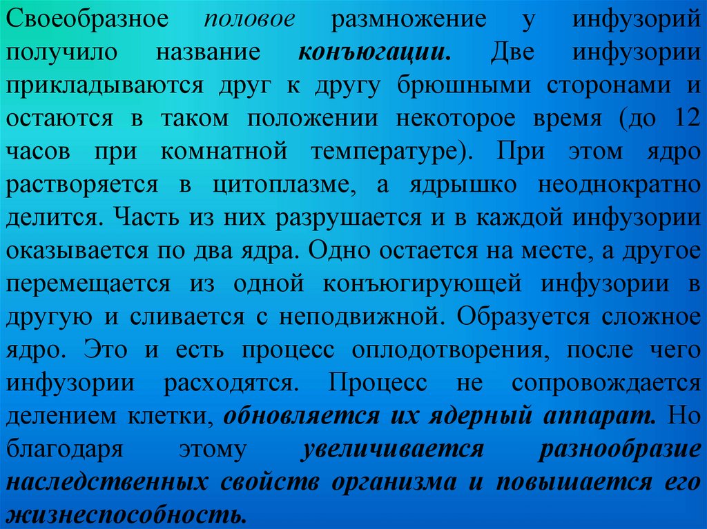 Своеобразное половое размножение у инфузорий получило название конъюгации. Две инфузории прикладываются друг к другу брюшными