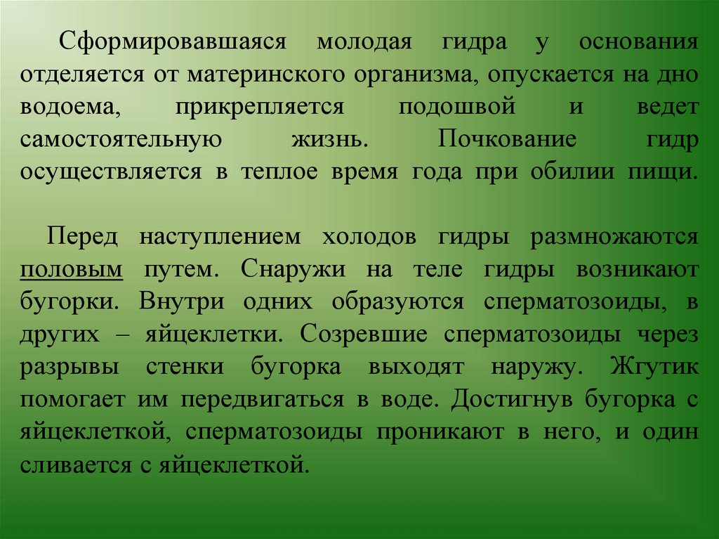 Сформировавшаяся молодая гидра у основания отделяется от материнского организма, опускается на дно водоема, прикрепляется
