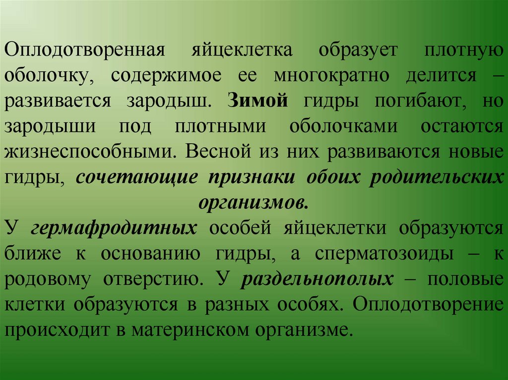 Оплодотворенная яйцеклетка образует плотную оболочку, содержимое ее многократно делится – развивается зародыш. Зимой гидры