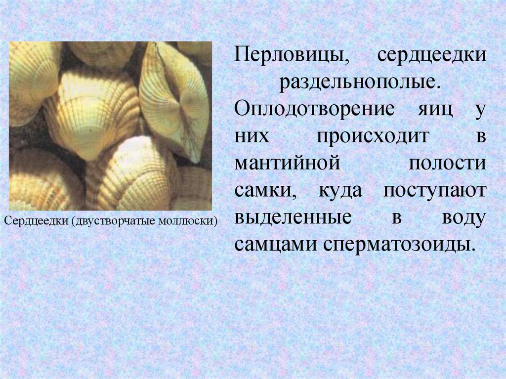 Перловицы, сердцеедки раздельнополые. Оплодотворение яиц у них происходит в мантийной полости самки, куда поступают выделенные