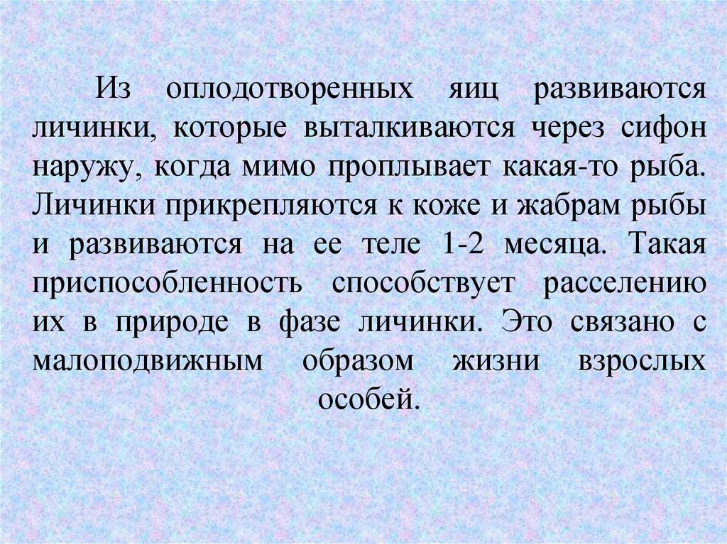 Из оплодотворенных яиц развиваются личинки, которые выталкиваются через сифон наружу, когда мимо проплывает какая-то рыба.