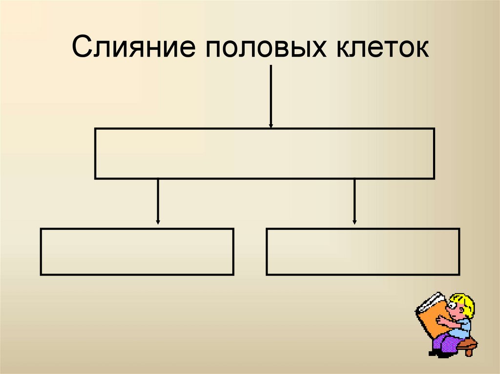 Слияние половых клеток