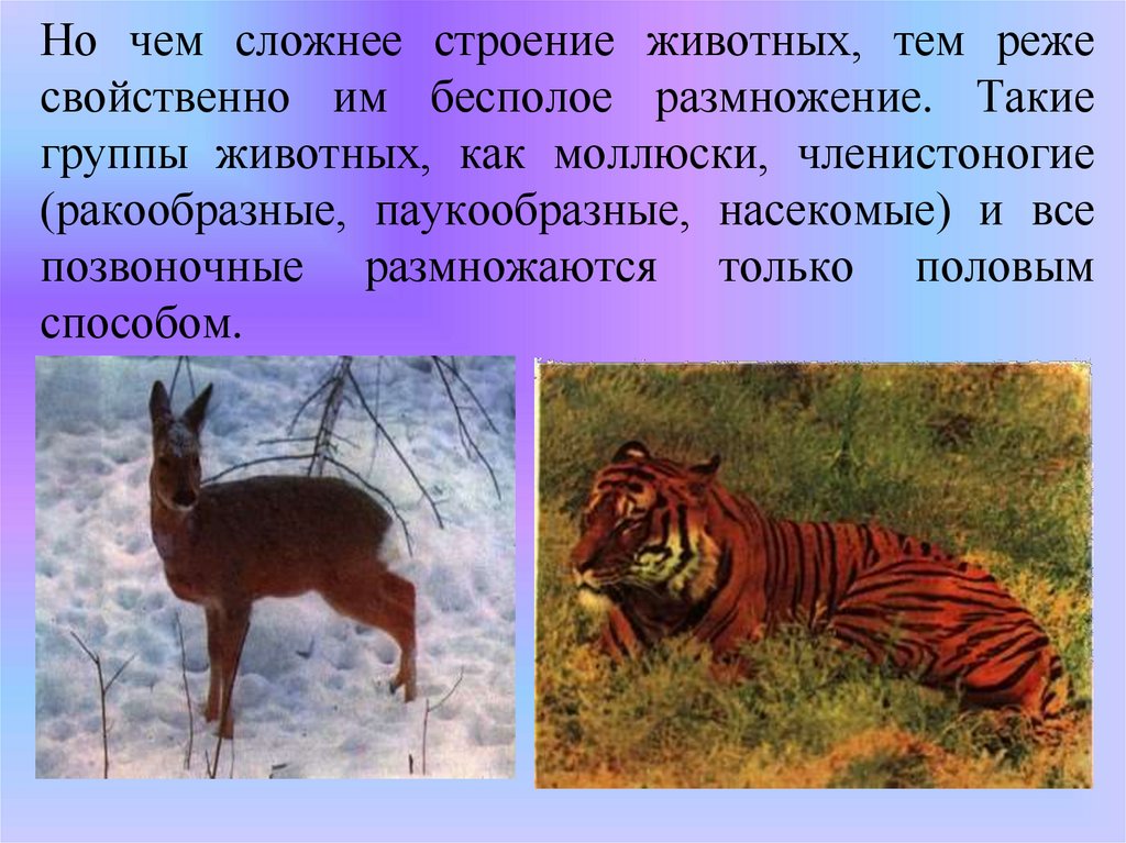 Но чем сложнее строение животных, тем реже свойственно им бесполое размножение. Такие группы животных, как моллюски,