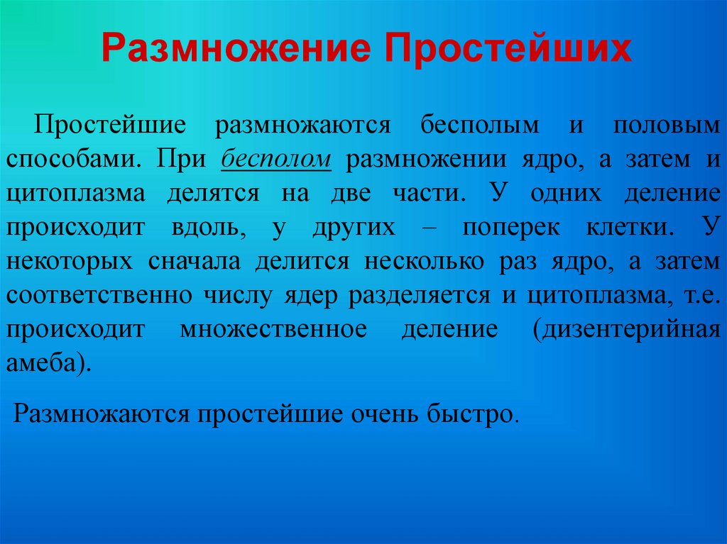 Размножение Простейших