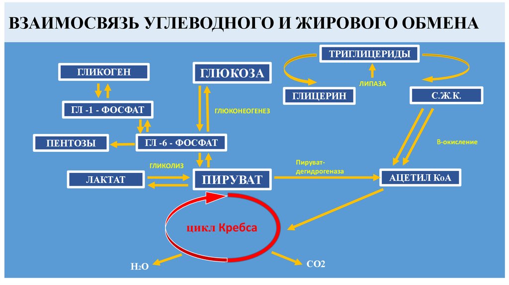 ВЗАИМОСВЯЗЬ УГЛЕВОДНОГО И ЖИРОВОГО ОБМЕНА
