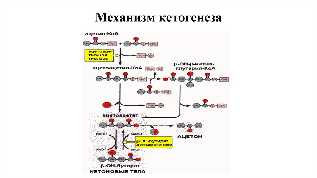 Механизм кетогенеза
