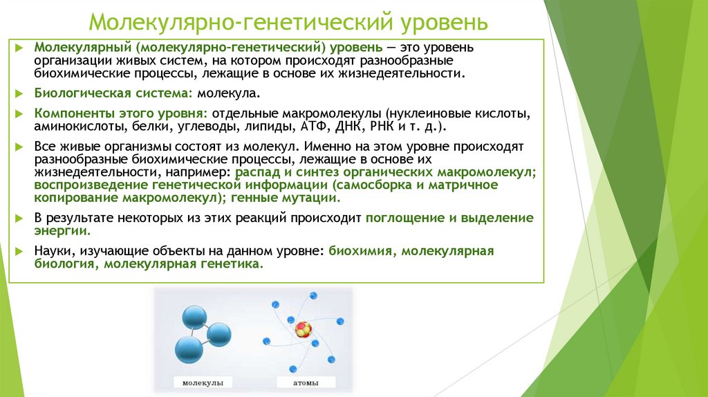 Молекулярно-генетический уровень